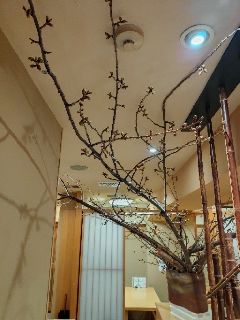 夜桜まつり